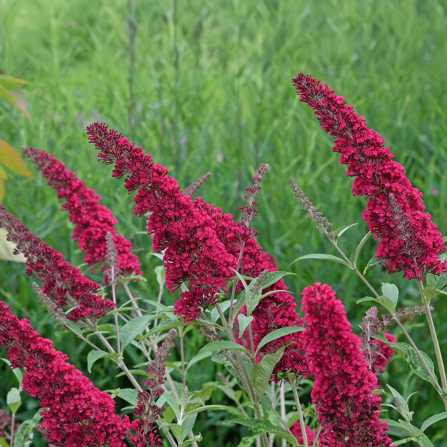 Pflanzfix24.de - Schmetterlingsstrauch - Buddleja davidii Royal Red - 1 Pflanze - Pflanzfix24.de