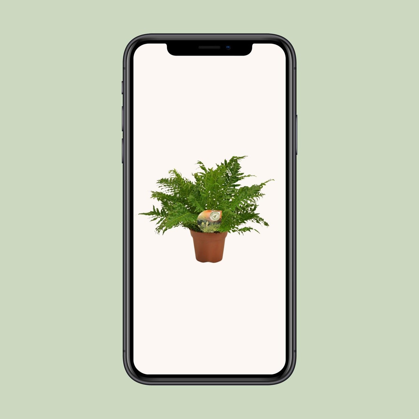 Blechnum Silver Lady - Ø17cm - ↕50cm - Pflanzfix24.de - Pflanzfix24.de