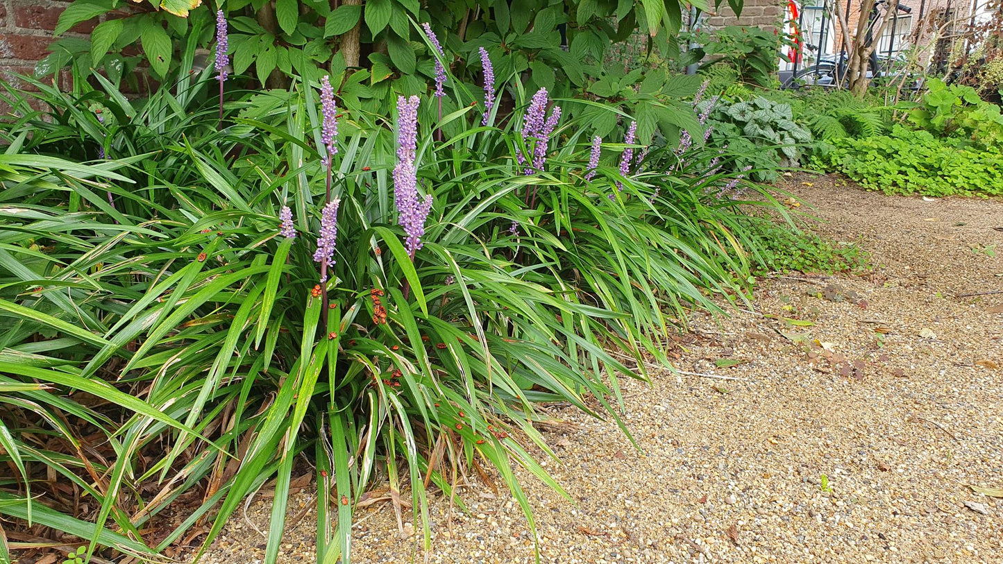 12x Liriope muscari 'Ingwersen' Bodendecker 10-25cm – Pflanzfix24.de - Pflanzfix24.de