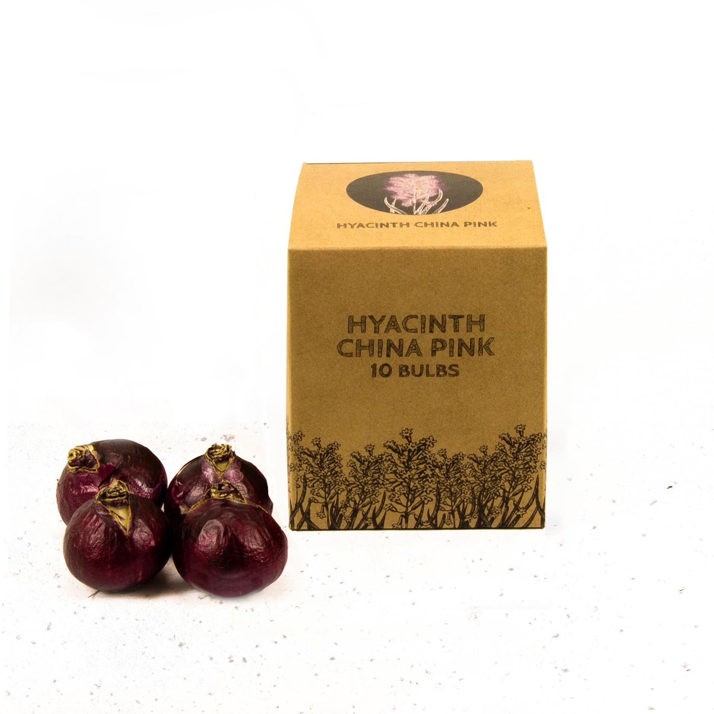 Hyazinthe China Pink - 10 Blumenzwiebeln - Größe 14/15 - Pflanzfix24