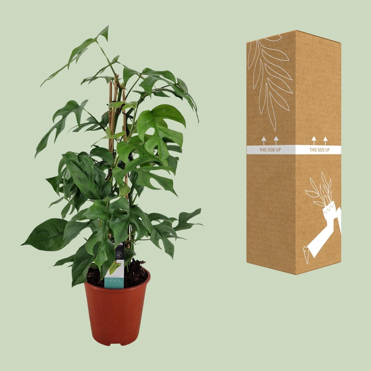 Philodendron Minima Pyramide - Ø19 ↕75 bei Pflanzfix24