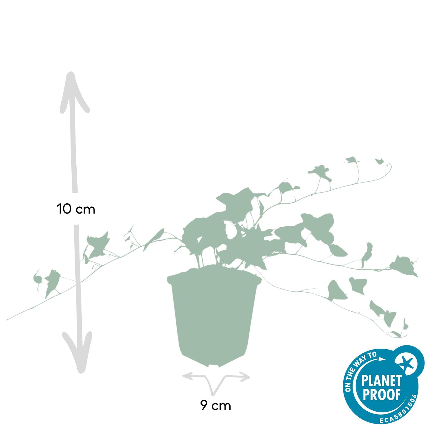 20x Efeu 'Glacier' Hedera helix von Pflanzfix24.de - ↕10-25cm - Ø9cm - Pflanzfix24.de