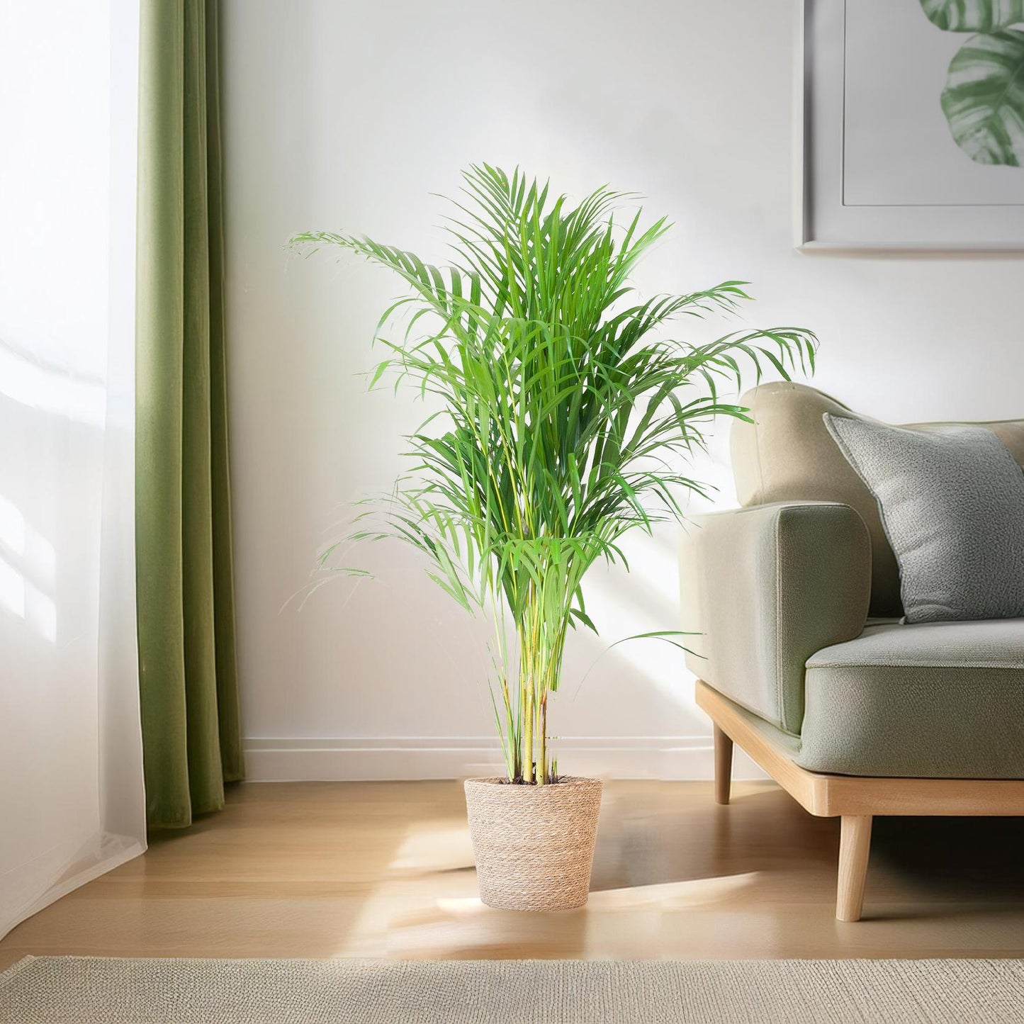Areca Palm (Dypsis) mit Sofia-Korb natur - 100cm - Ø21 - Pflanzfix24