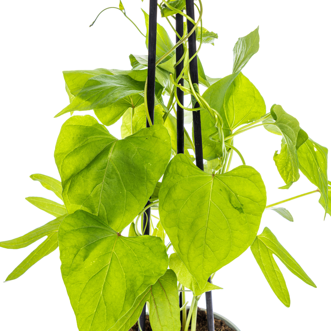 4x Ipomoea tricolor Heavenly Blue Ø13 cm - ↕60 cm - Pflanzfix24