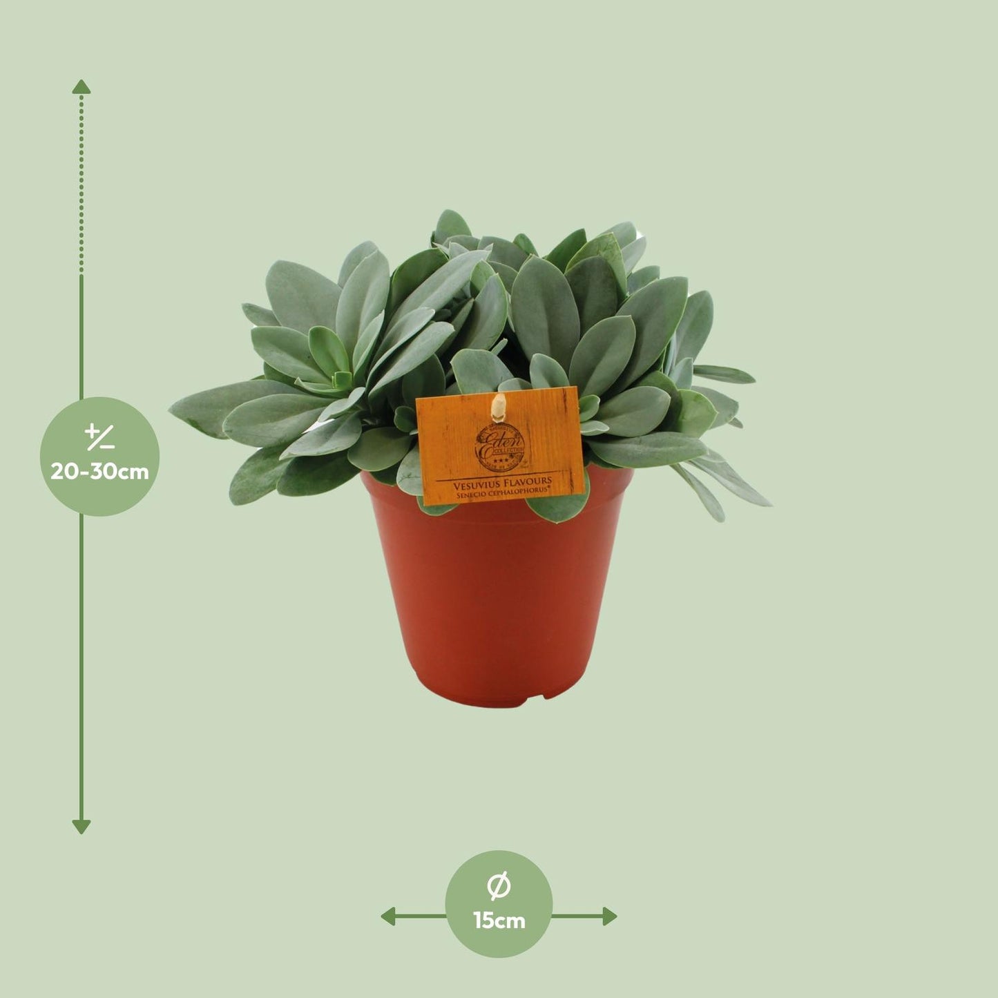 Senecio Cephalophorus - Ø15cm - ↕25cm bei Pflanzfix24