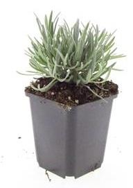 24x Lavandula int. 'Edelweiss' - Pflanzfix24