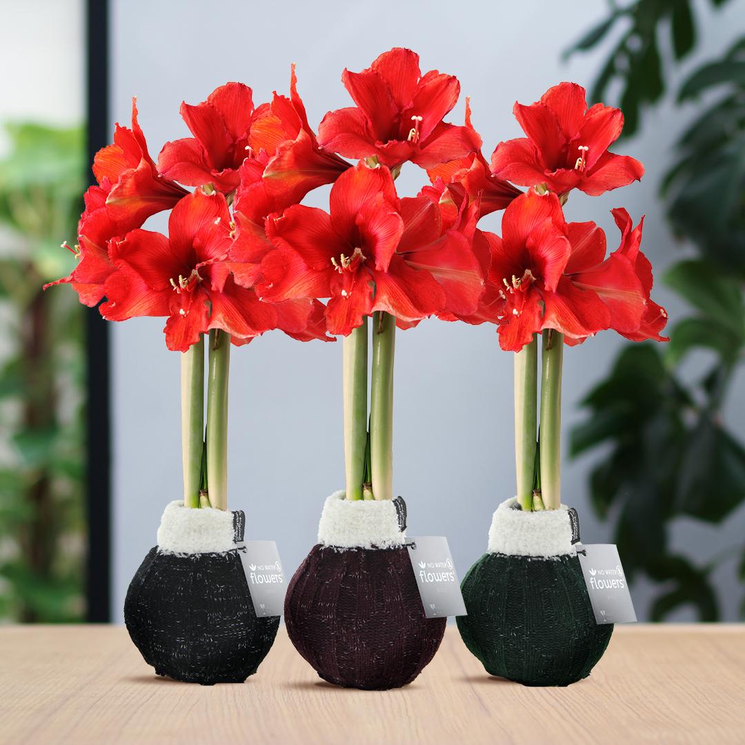 No Water Flowers® Fashionz Cozy Wooly Mix (3 pack) + Red flower - Pflanzfix24