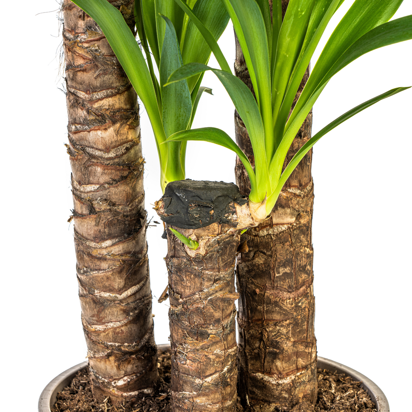 Yucca Elephantipes Ø24cm | Zimmerpflanze 120-140cm – Pflanzfix24.de - Pflanzfix24.de