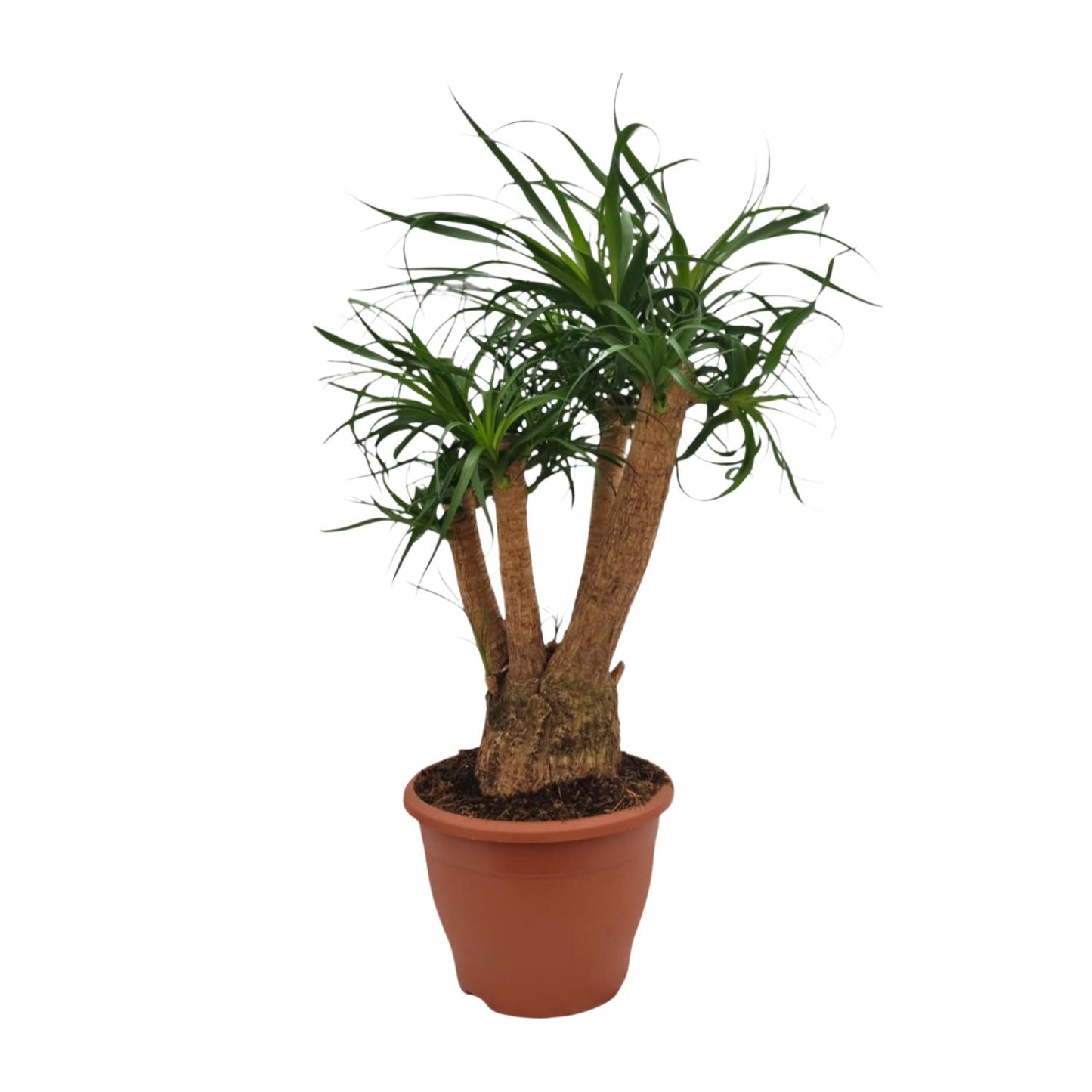 Beaucarnea Nolina - Ø26cm - ↕75cm - Pflanzfix24