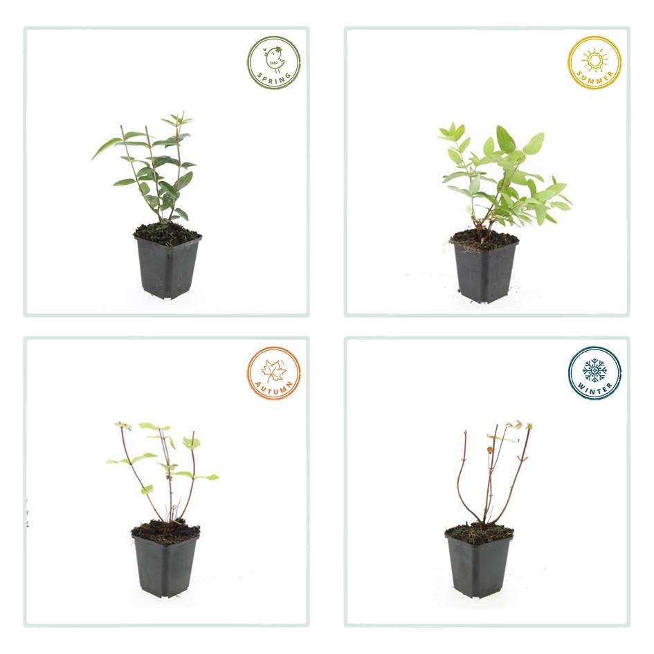 12x Hypericum inodorum 'Rheingold' – Goldblatt-Strauch – Pflanzfix24.de - Pflanzfix24.de