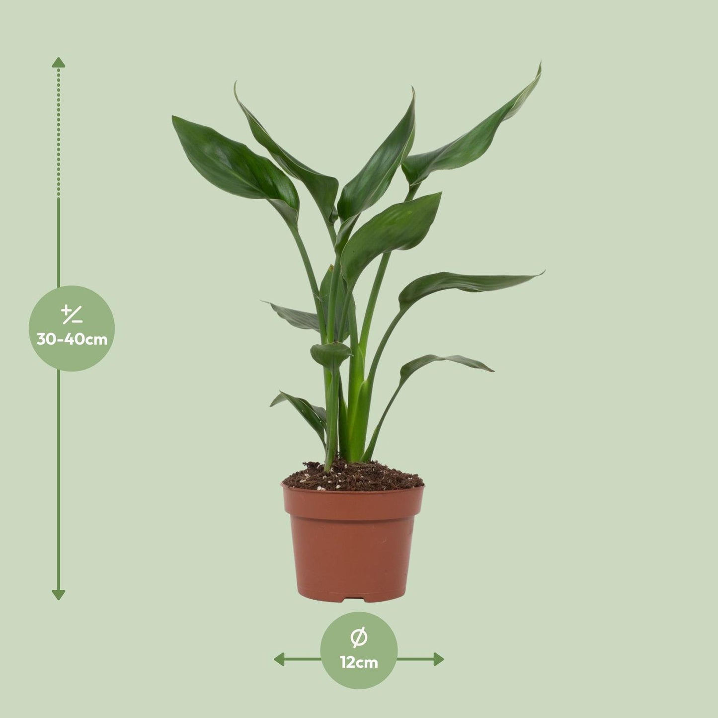 Strelitzia Reginae Paradiesvogelblume Ø12cm – Pflanzfix24