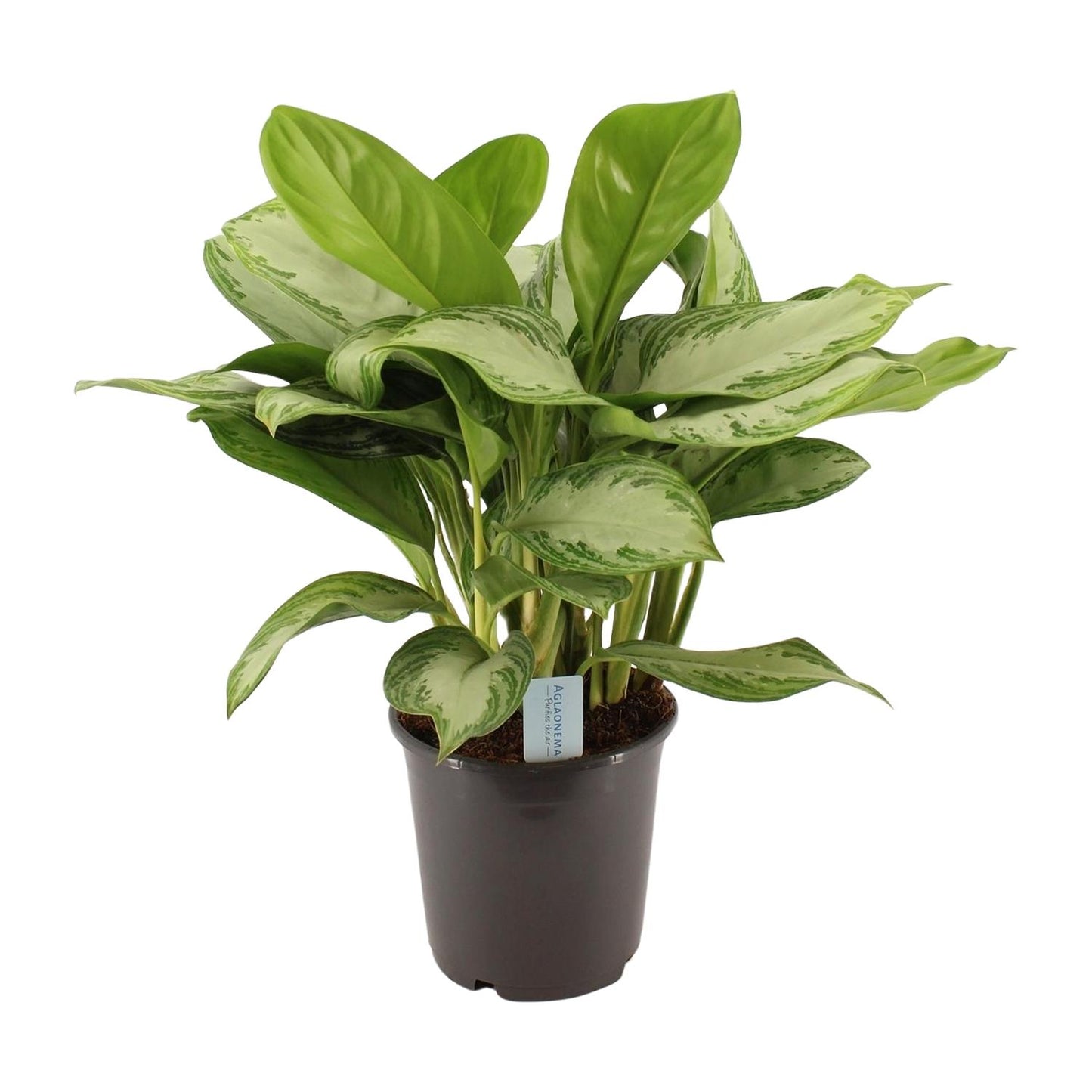 Aloe Vera 'Silver Bay' (Aloe) - Pflanzfix24