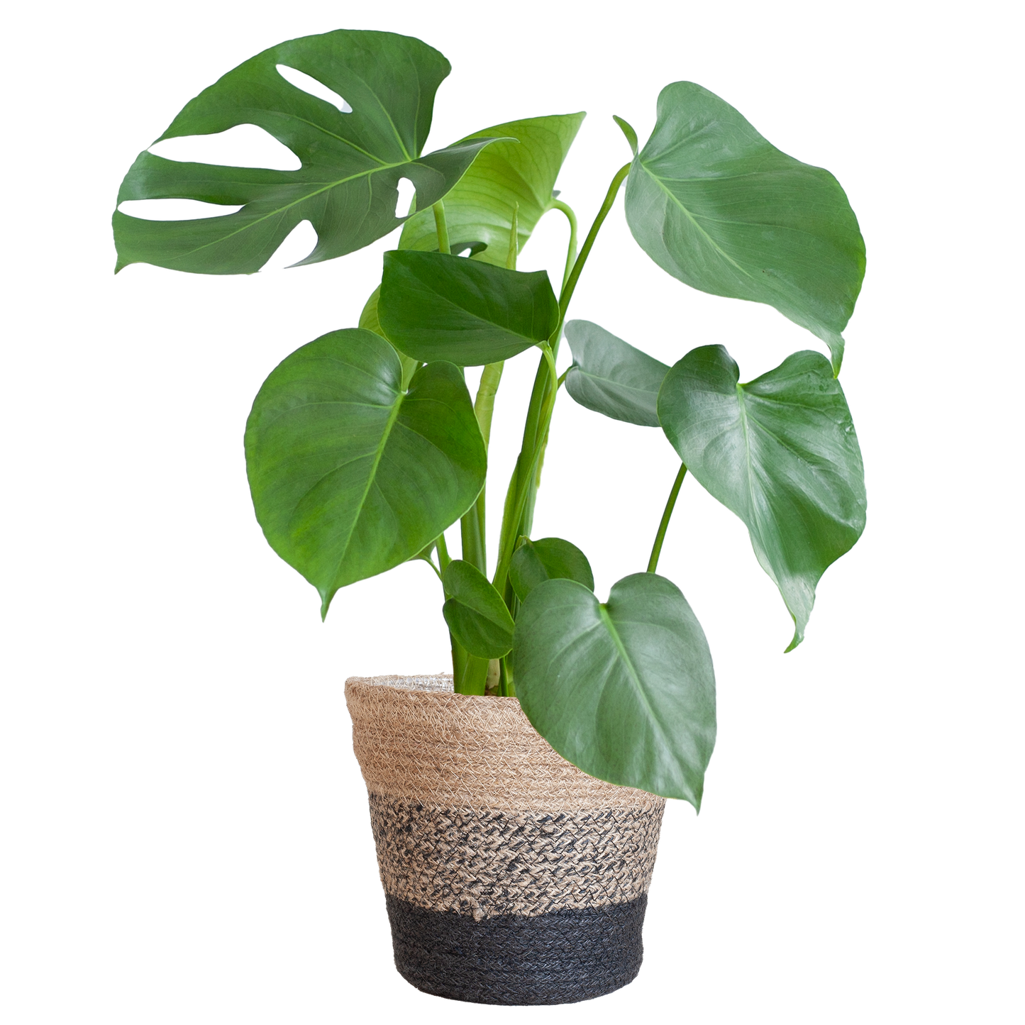 Monstera Deliciosa mit Lissabon-Schwarzkorb - 50cm - Ø17 - Pflanzfix24