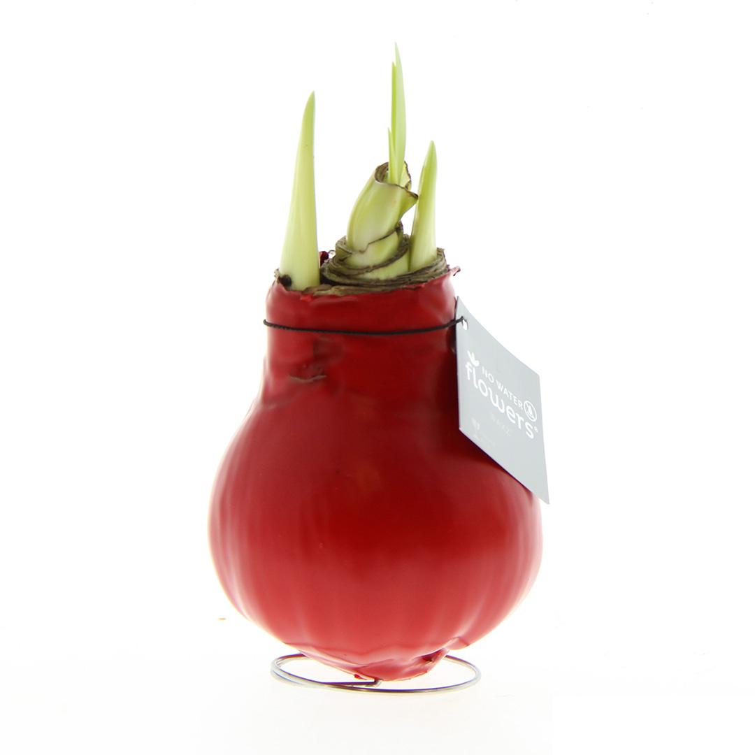 No Water Flowers® (wax amaryllis) | Waxz® Colours - Red + Red flower - Pflanzfix24