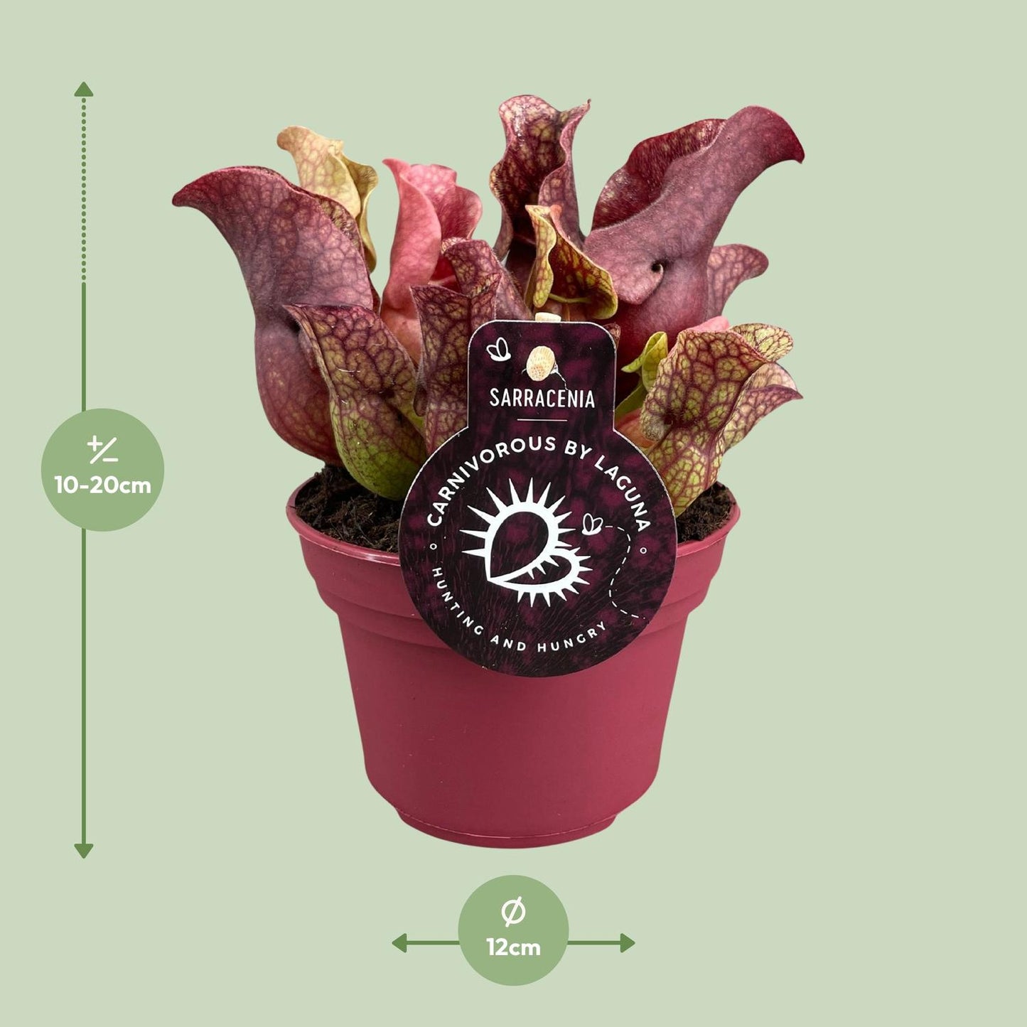 Sarracenia – Fleischfressende Pflanze Ø12cm – Pflanzfix24.de - Pflanzfix24.de