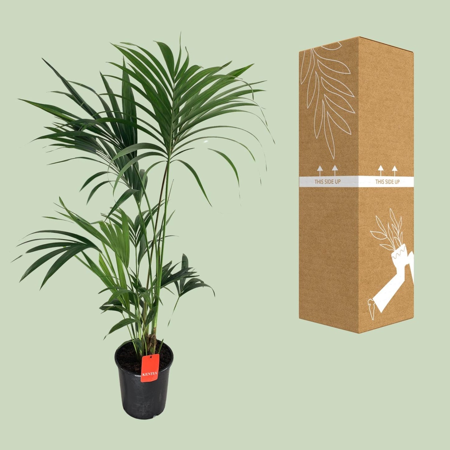 Kentia-Palme - Howea Forsteriana - Ø24cm - ↕130cm - Pflanzfix24
