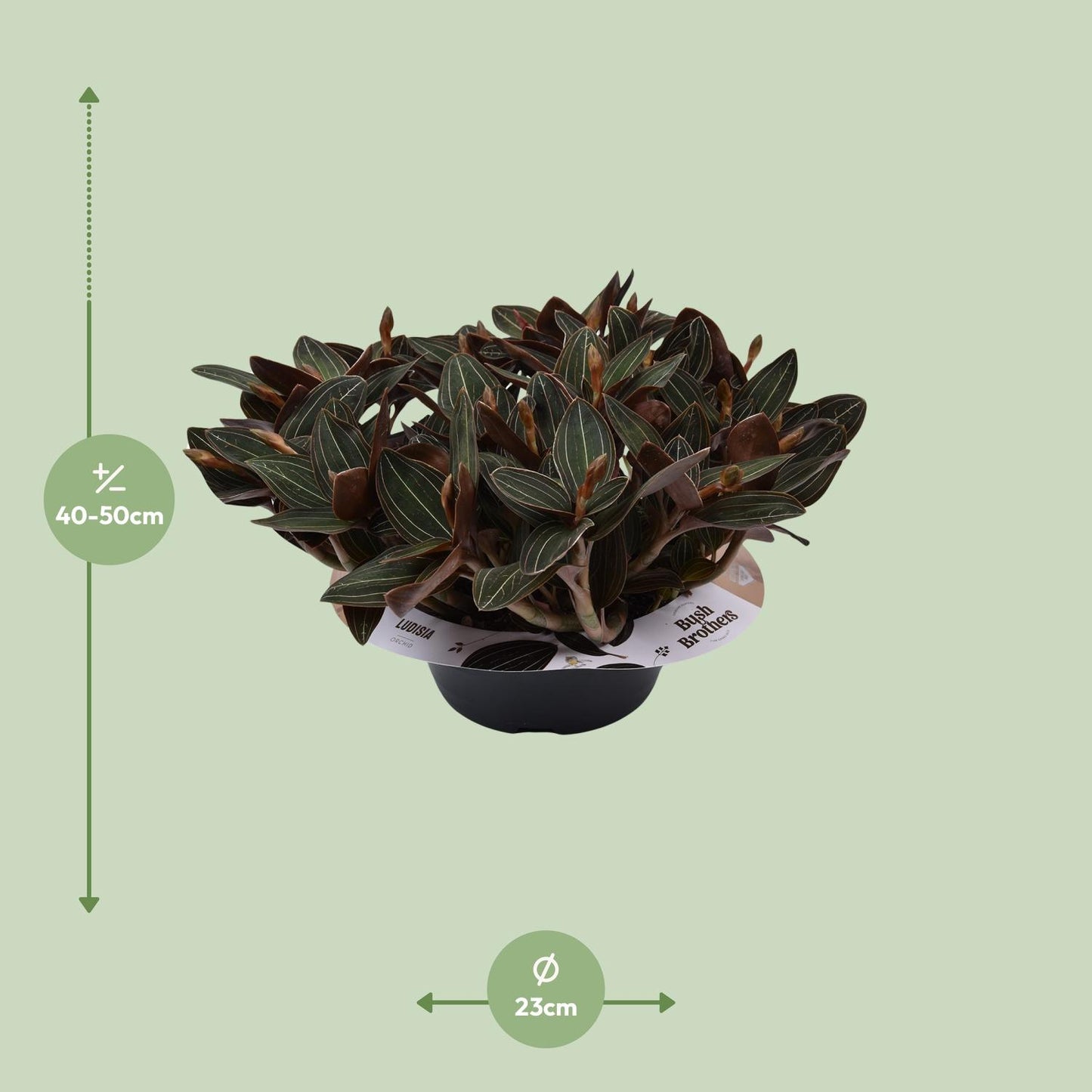 Ludisia Discolor Schwarze Juwelorchidee - 23 cm Schale - Ø23cm - ↕45cm - Pflanzfix24