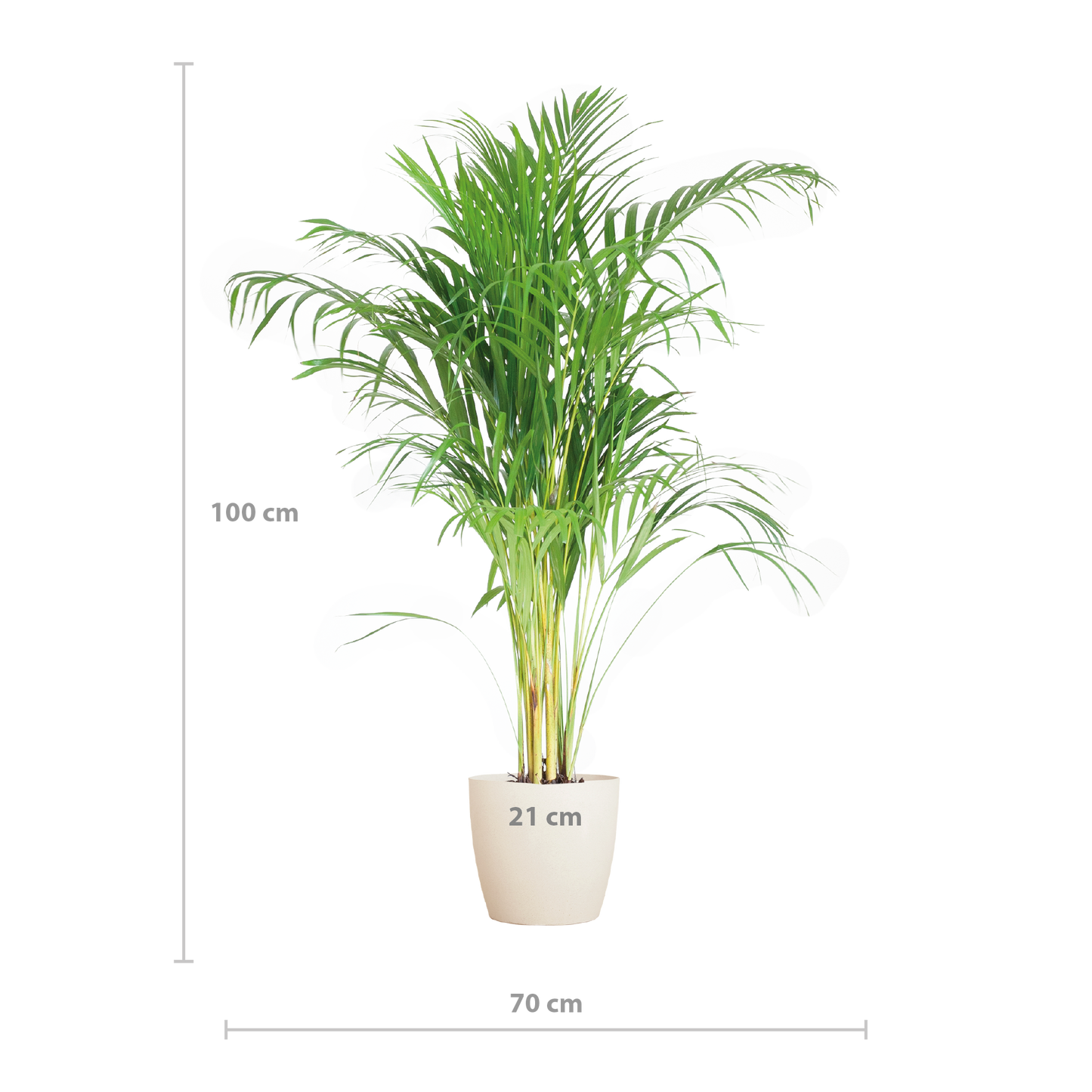 Areca Palm (Dypsis) mit Viber Weiß - 100cm - Ø21 - Pflanzfix24