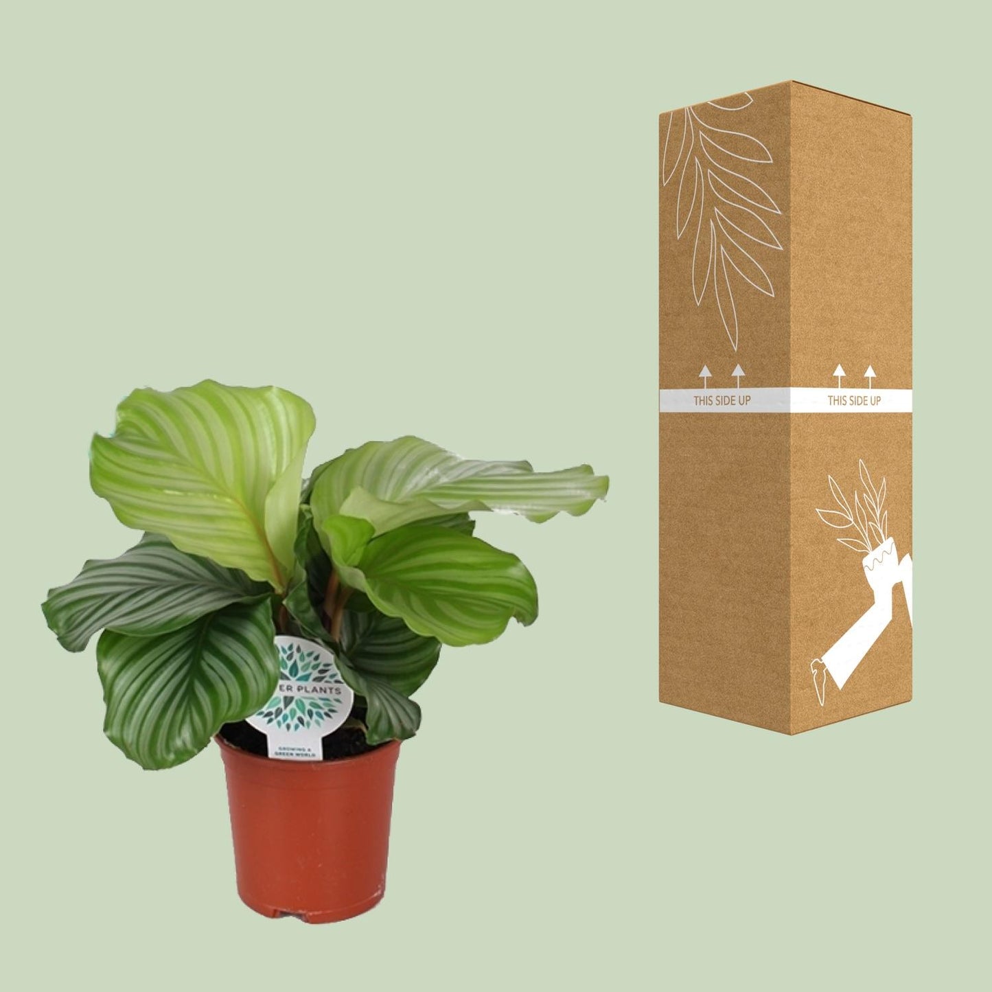 Calathea Orbifolia Ø14cm – Exotische Zimmerpflanze | Pflanzfix24