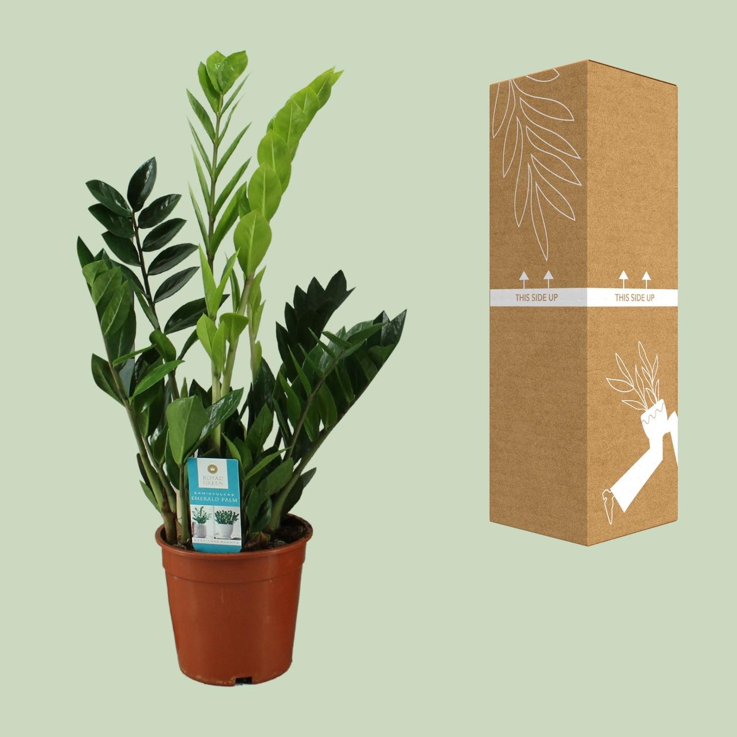 Zamioculcas Zamiifolia 65cm – Grünpflanze bei Pflanzfix24.de - Pflanzfix24.de