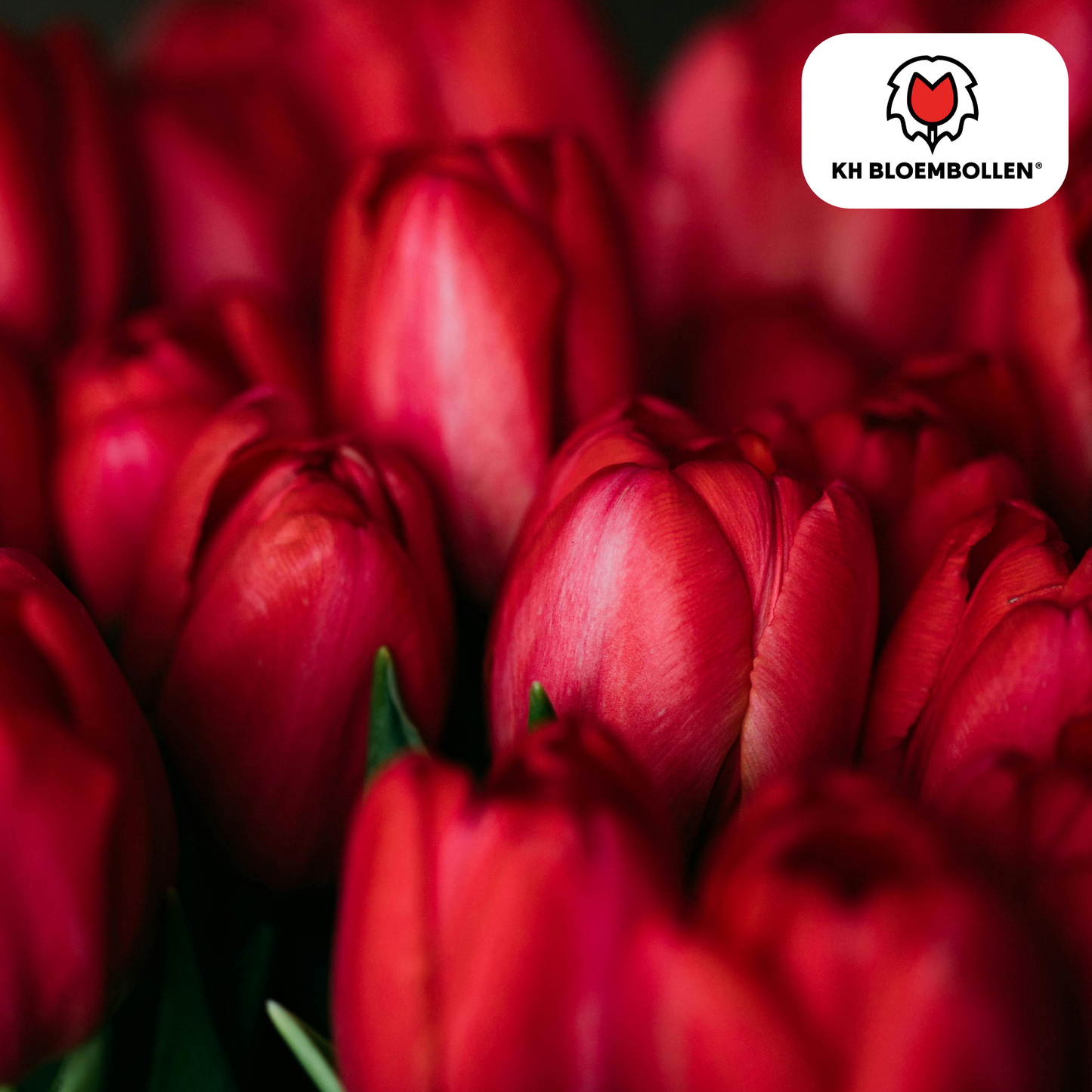 Tulpenbollen Ile de France – 20 Stuks | KH Bloembollen® - Pflanzfix24