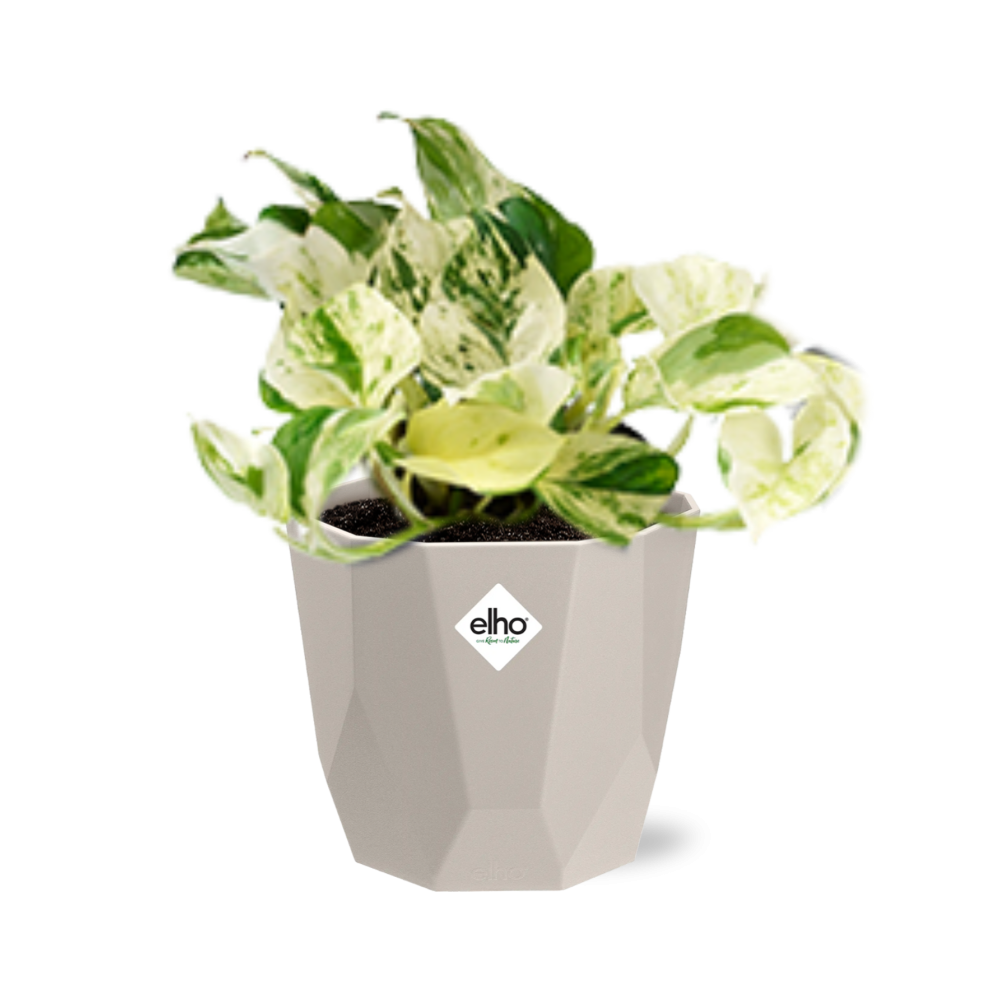 Epipremnum Pinnatum Happy Leaf in ELHO b.for rock 14 cm warm grey - Pflanzfix24