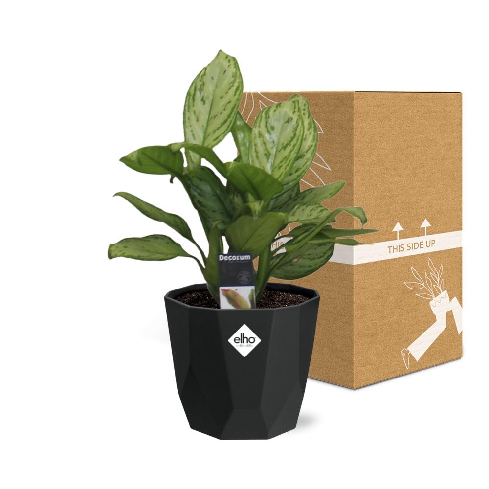Aglaonema Christina - Pflanzfix24