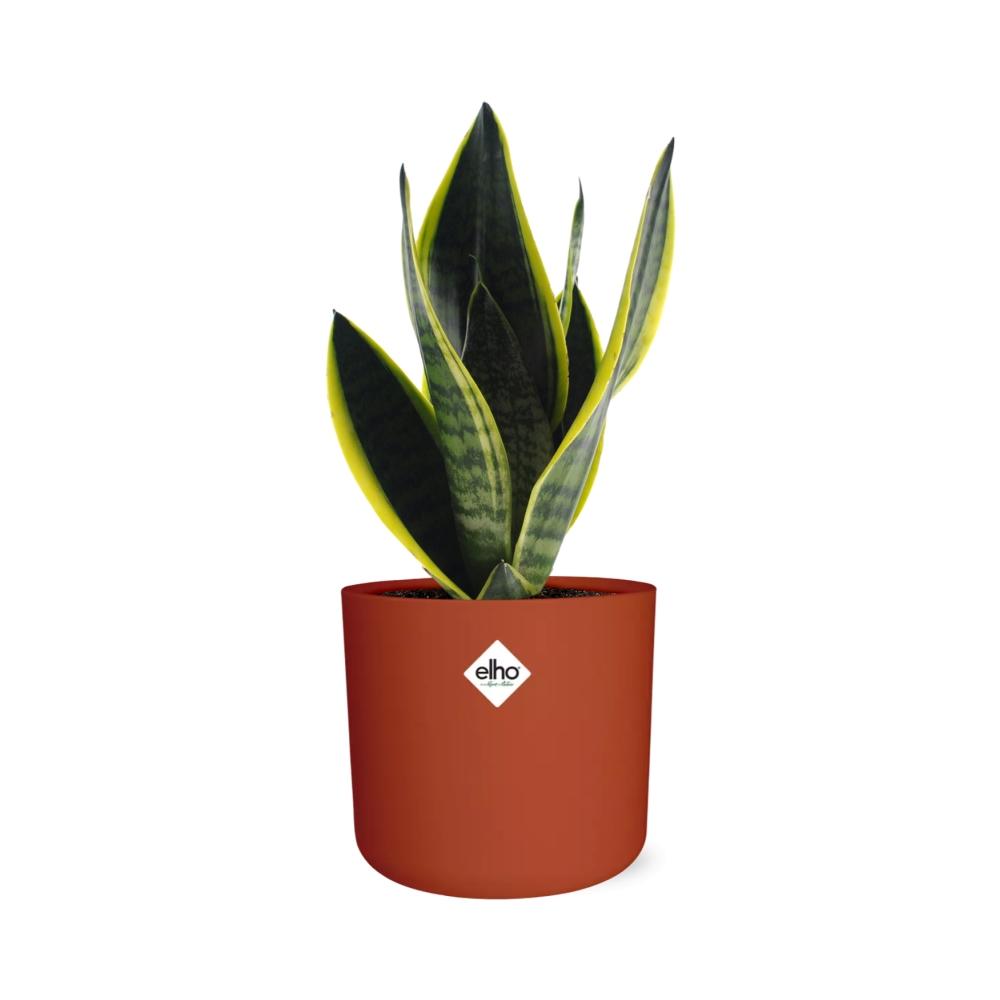 Sansevieria Futura Superba in ELHO b.for soft rond 14cm brique - Pflanzfix24