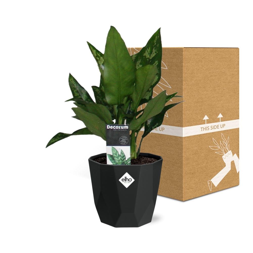 Aglaonema Maria in 14cm b.for rock living black bei Pflanzfix24