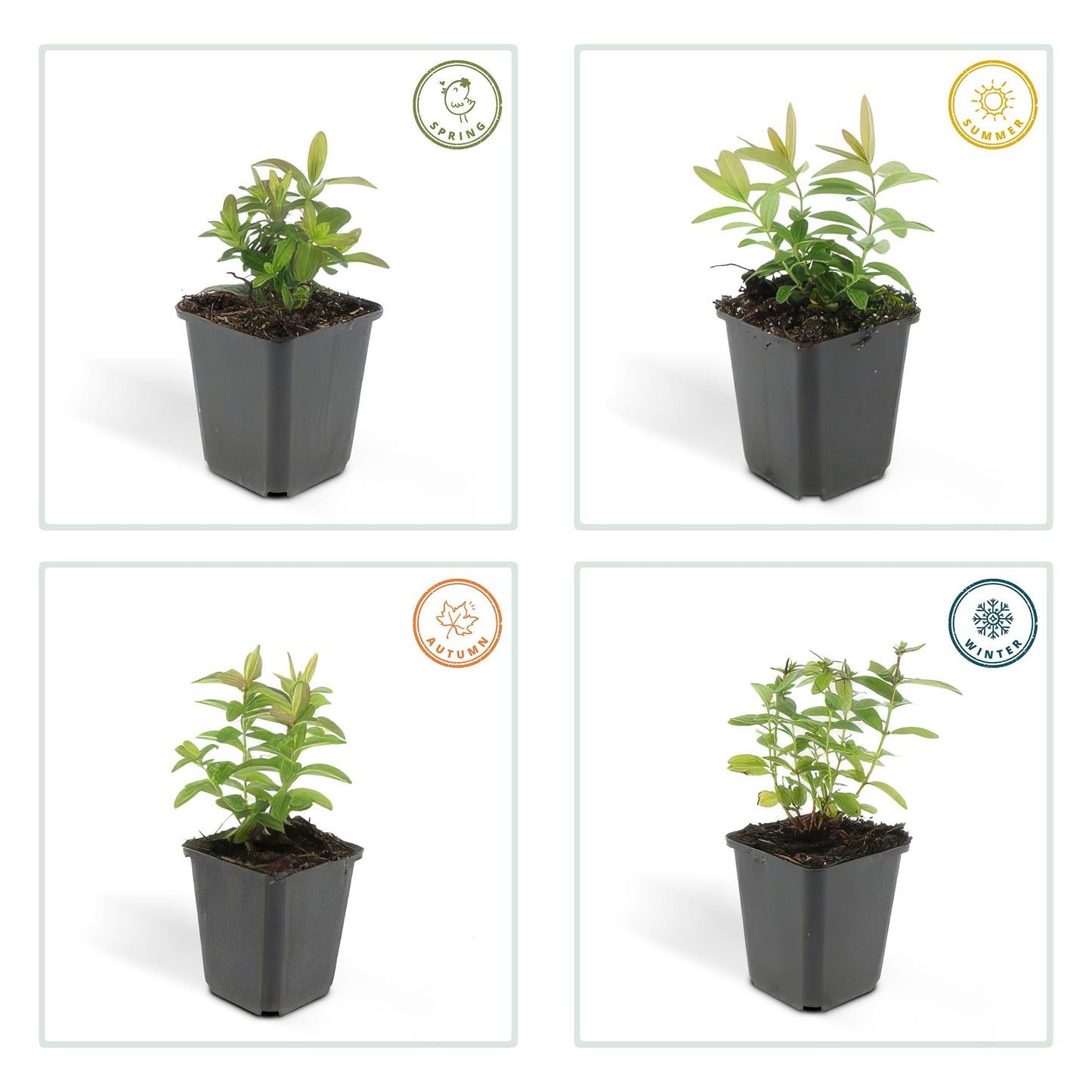 12x Hypericum calycinum Ø9cm | Gelbe Blüten Bodendecker | Pflanzfix24.de - Pflanzfix24.de