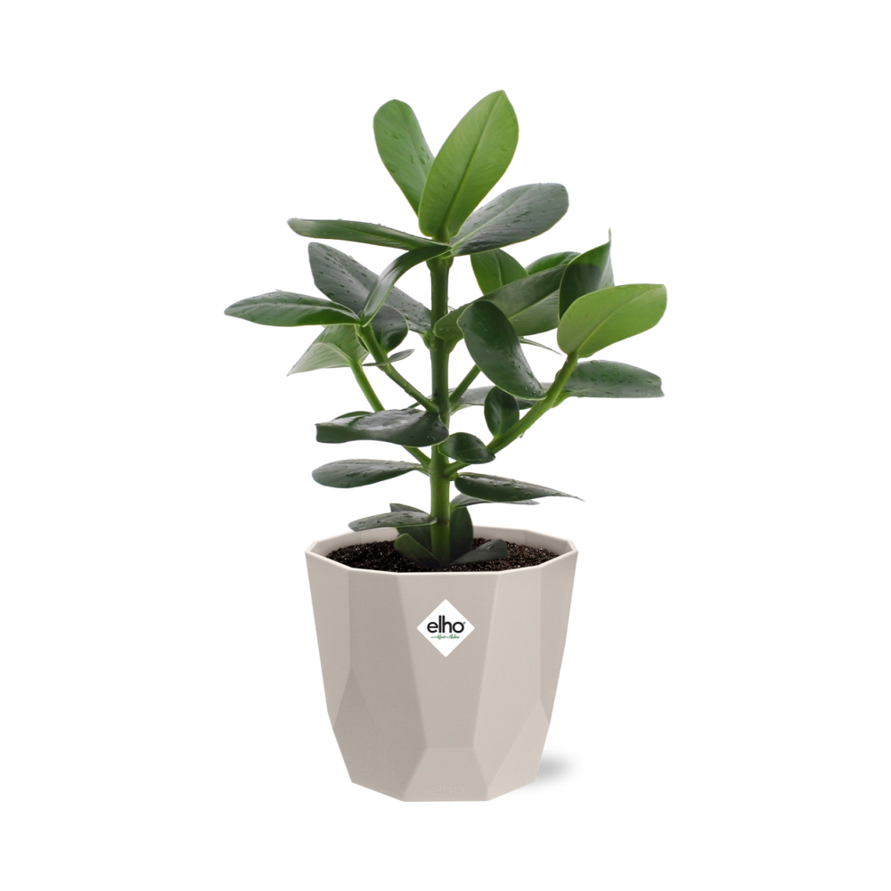 Clusia Princess in ELHO b.for rock 14 cm warm grey - Pflanzfix24