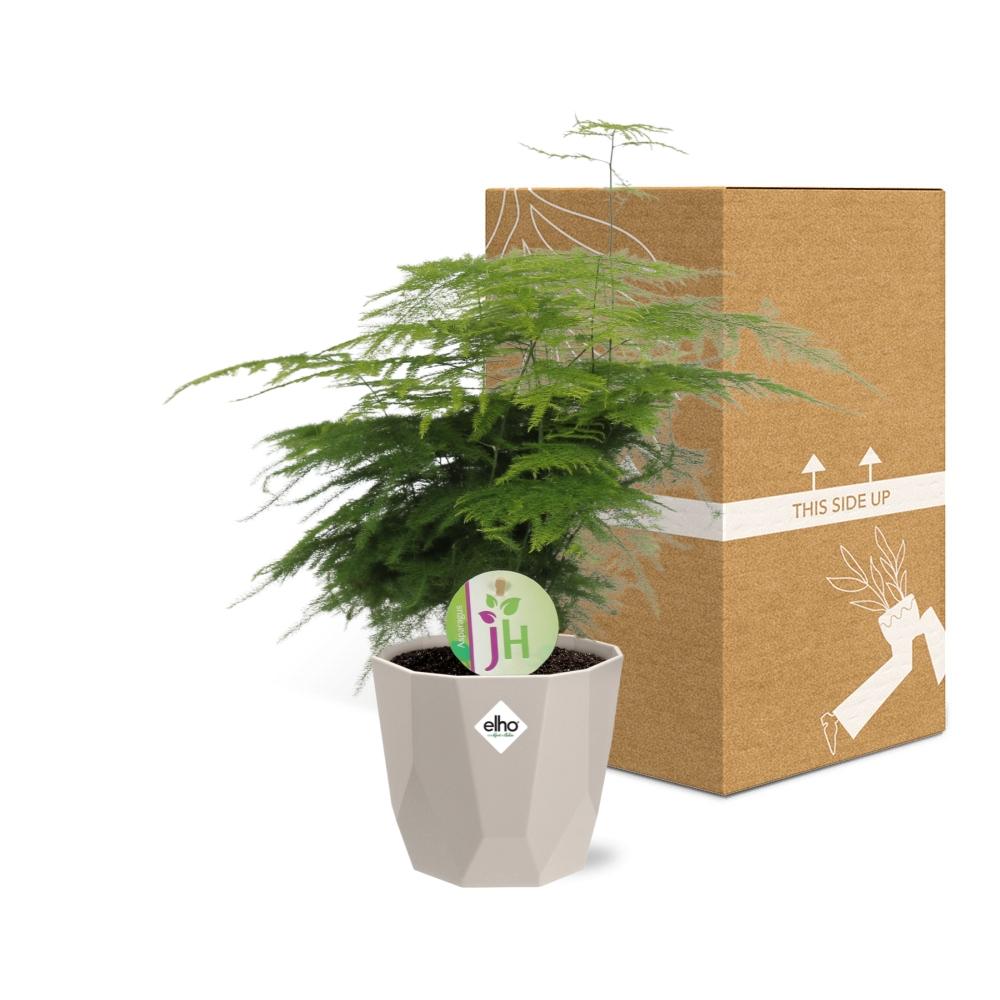 Asparagus ‘Plumosus’ in ELHO b.for rock 14 cm warm grey - Pflanzfix24