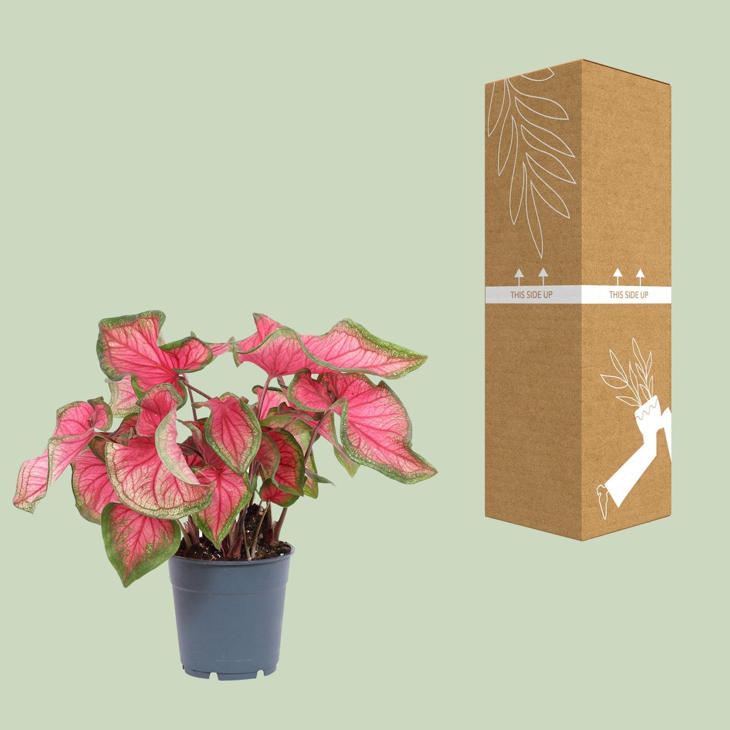Caladium Sweetheart - Ø12cm - ↕25cm bei Pflanzfix24