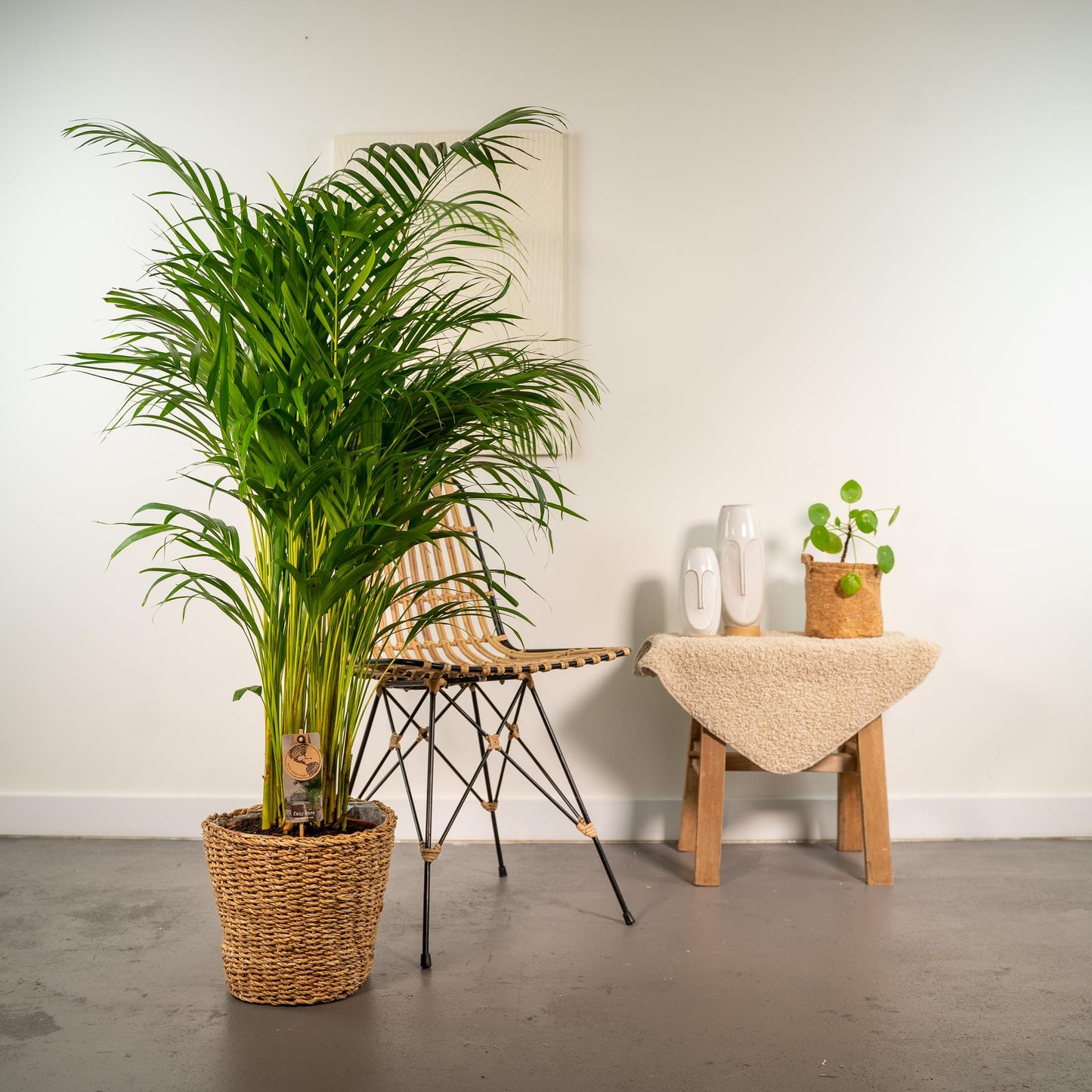 Areca-Palme mit Korb - 130cm - Pflanzfix24