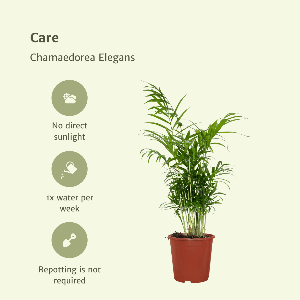 Chamaedorea Elegans (Mexikanische Bergpalme) - 2 Stücke - Pflanzfix24.de - Pflanzfix24.de