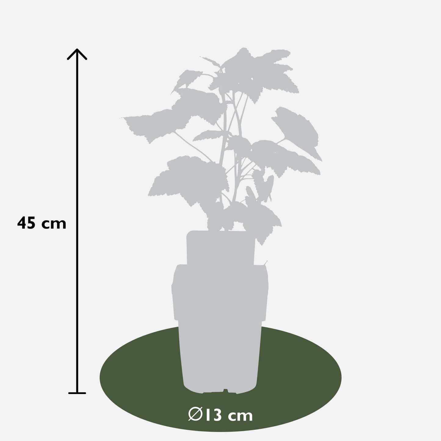 Ribes nigrum 'Ben Nevis' - Schwarze Johannisbeere - Ø13cm - ↕45cm - Pflanzfix24