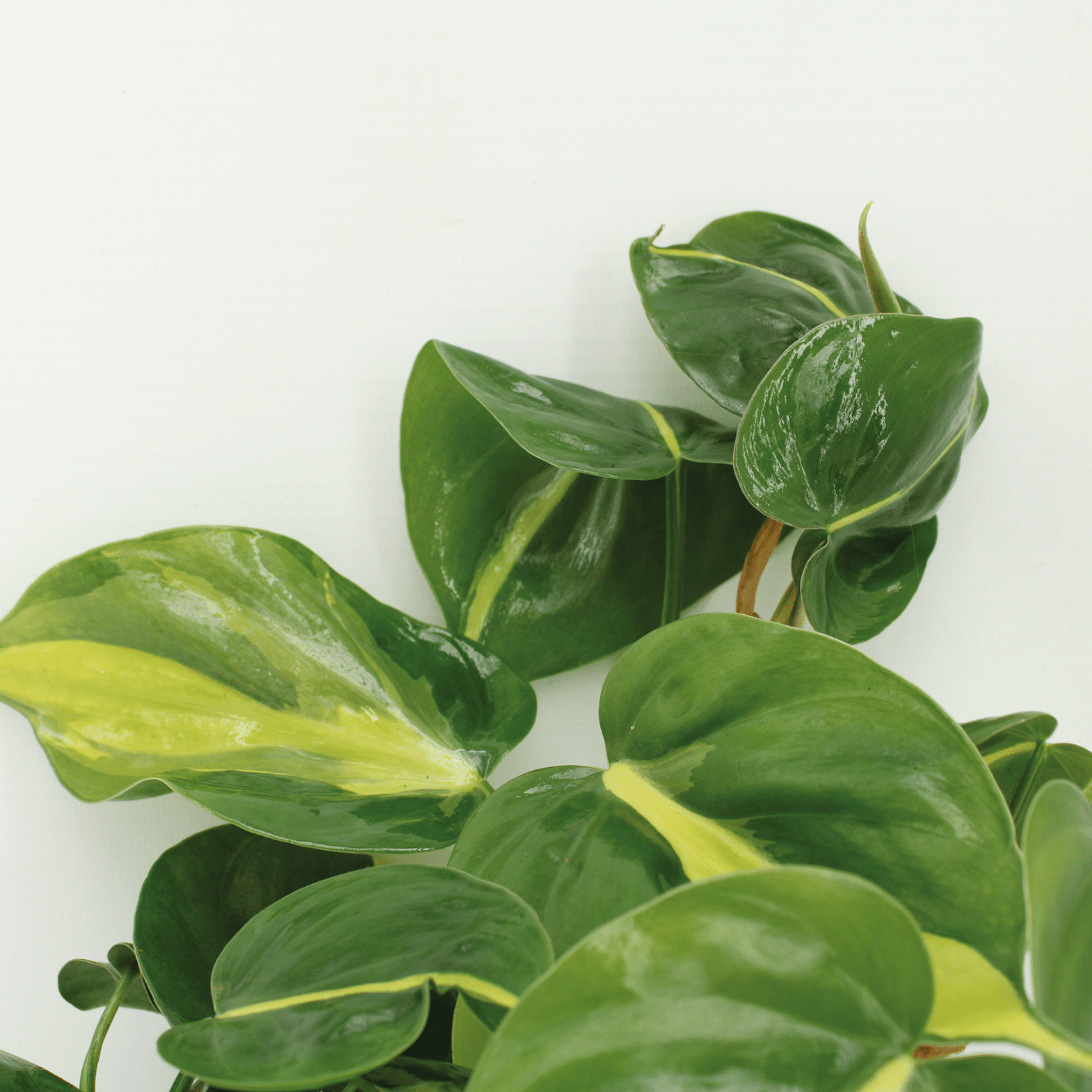 4er-Set Philodendron Scandens Brasil Ø12cm – Zimmerpflanzen | Pflanzfix24.de - Pflanzfix24.de