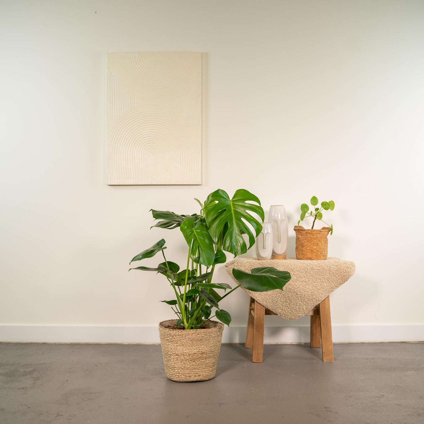 Monstera Deliciosa Zimmerpflanze mit Körbchen - Pflanzfix24
