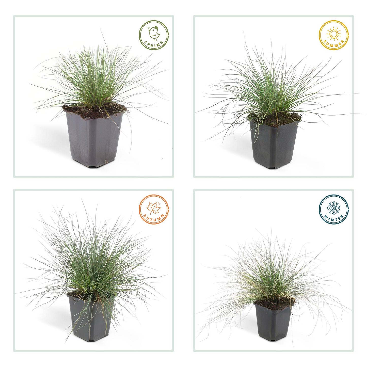 40x Festuca glauca 'Elijah Bleu' 10-25cm Ø9cm Ziergras | Pflanzfix24