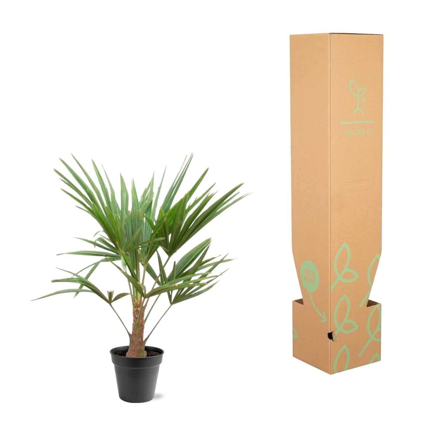 Trachycarpus Fortunei Palme 90-100cm – Exotisch & Robust | Pflanzfix24.de - Pflanzfix24.de