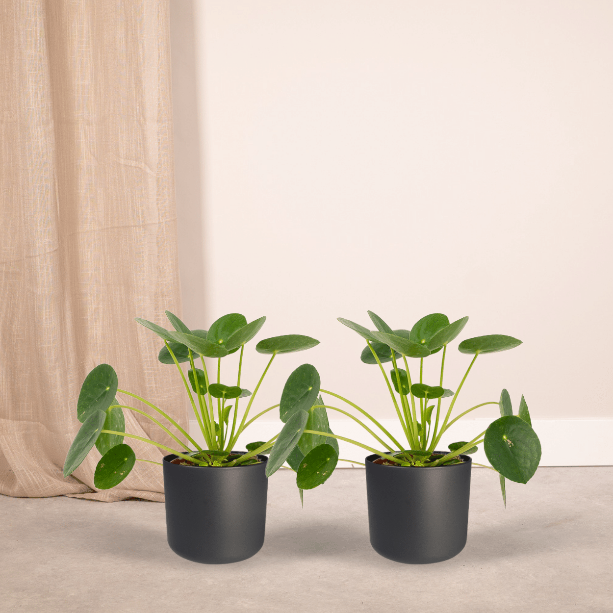 2x Pilea Peperomiodes - Pfannkuchenpflanze - 20cm - ø12 von Pflanzfix24.de - Pflanzfix24.de
