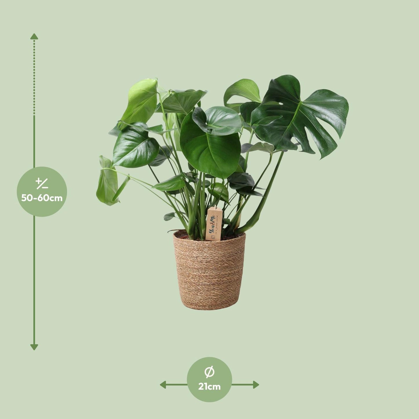 Monstera In Natural Basket - Ø21cm - ↕60cm - Pflanzfix24