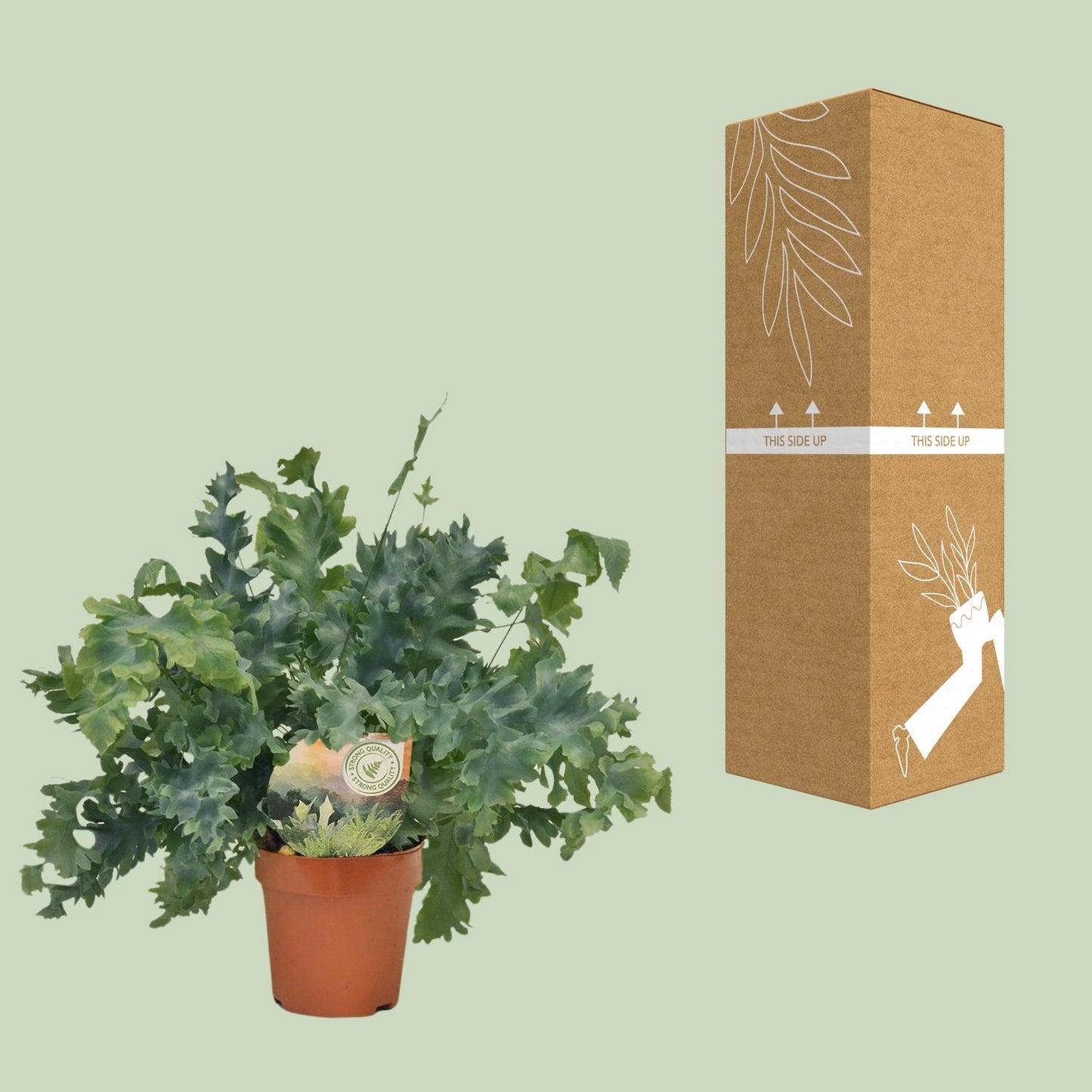 Phlebodium Davana 35cm Ø12cm – Goldener Brauner Wurmfarn | Pflanzfix24.de - Pflanzfix24.de