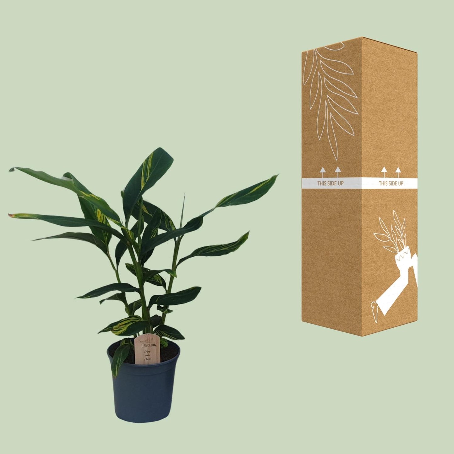 Alpinia Zerumbet - Tropische Zimmerpflanze von Pflanzfix24
