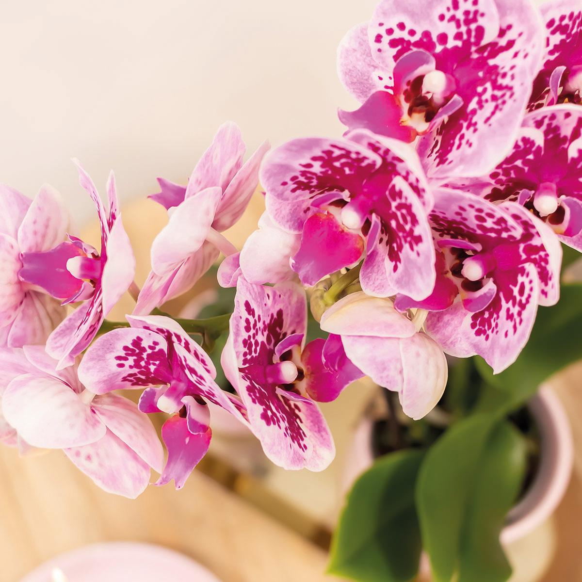 Phalaenopsis Orchidee Rosa-Lila | Diamond-Linie | Pflanzfix24.de - Pflanzfix24.de
