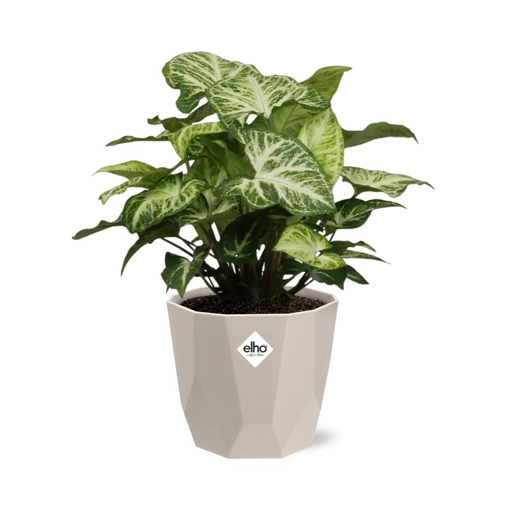 Syngonium Arrow in ELHO b.for rock 14 cm warm grey - Pflanzfix24