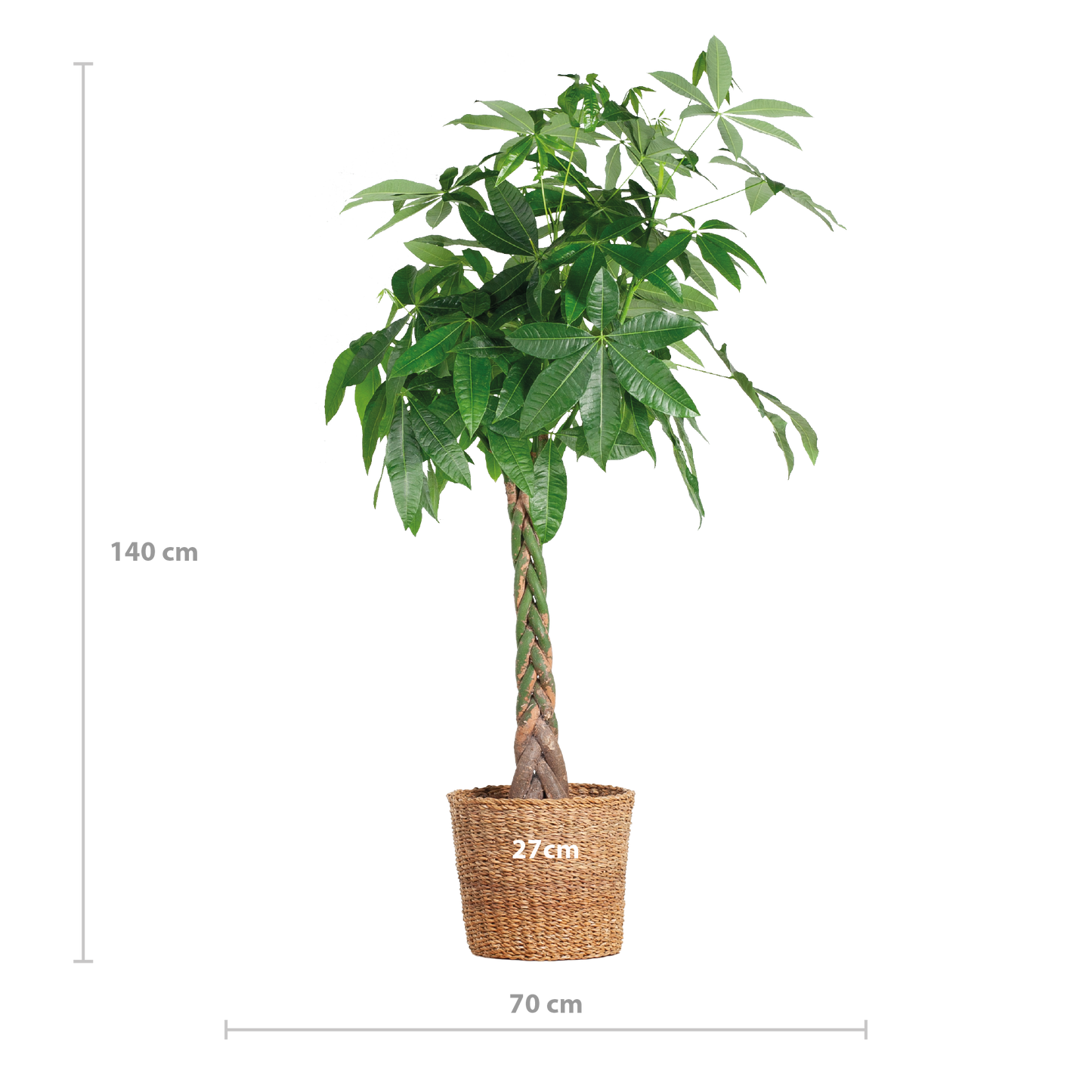 Pachira Aquatica XL mit Torun-Korb - 140 cm - Ø24 - Pflanzfix24