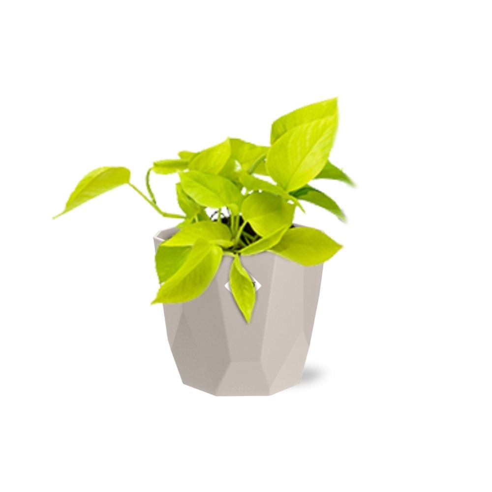 Epipremnum Pinnatum ‘Golden Pothos’ in ELHO b.for rock 14 cm warm grey - Pflanzfix24