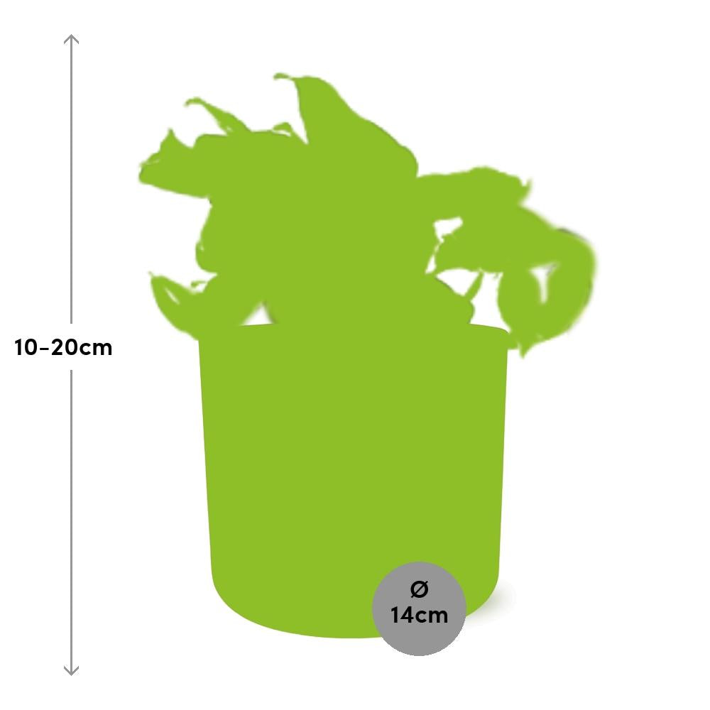 Epipremnum Pinnatum Happy Leaf in ELHO b.for soft rond 14cm brique - Pflanzfix24