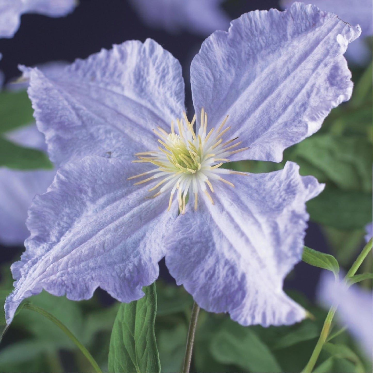 pflanzfix24 - Clematis Blue Angel - Kletterpflanze - Blüte Licht Blau - 2 Pflanzen